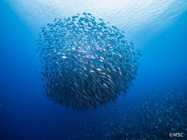 「世界海洋デー」に、海に関する国際調査を発表 「世界海洋デー」に、海に関する国際調査を発表