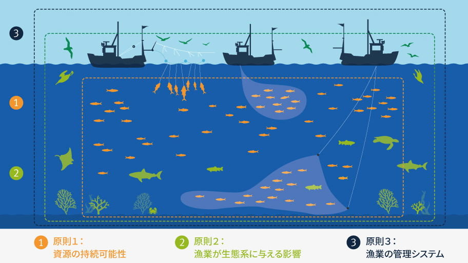 MSC漁業規格の3原則（原則１：資源の持続可能性、原則２：漁業が生態系に与える影響、原則３：漁業の管理システム）を示したイラスト