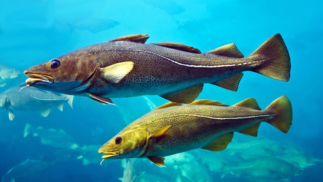 MSCサステナブルな白身魚年報 2025