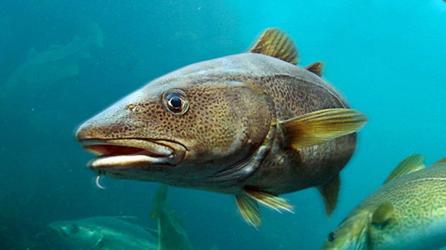 Sustainable Whitefish UK Market Analysis 2024