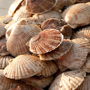 北海道漁業協同組合連合会