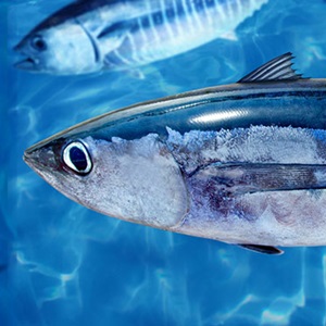 MSCサステナブルなマグロ・カツオ類年報 2025