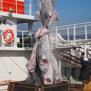 株式会社臼福本店