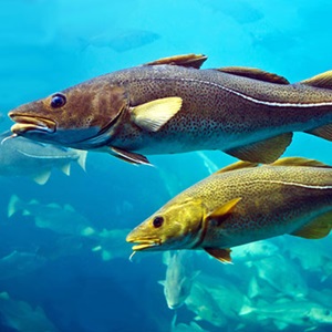 MSCサステナブルな白身魚年報 2025