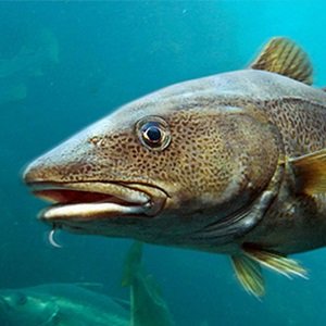 MSCサステナブルな白身魚年報