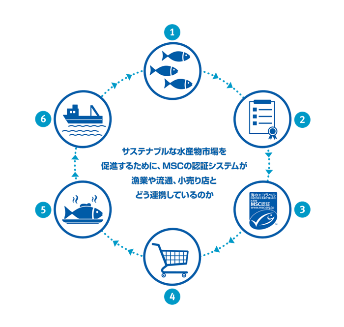 サステナブルな水産物市場を促進するために、MSCの認証システムが漁業や流通、小売り店とどう連携しているのか