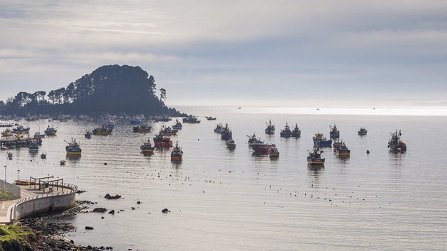 Un Futuro con Pesca Sostenible: MSC en América Latina