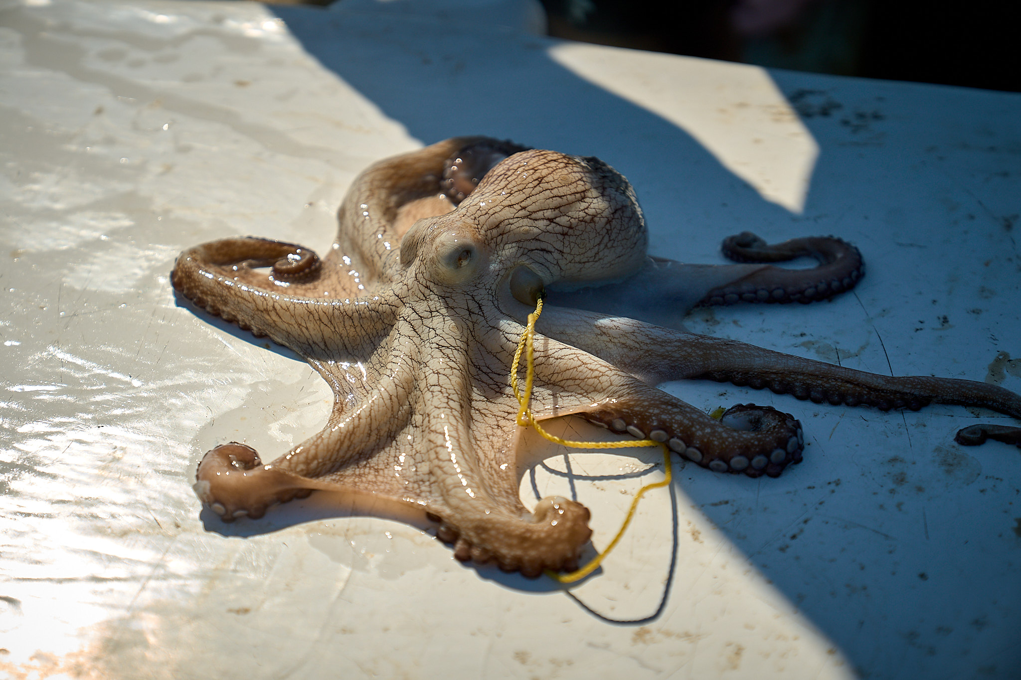 Pesca pulpo en Mexico