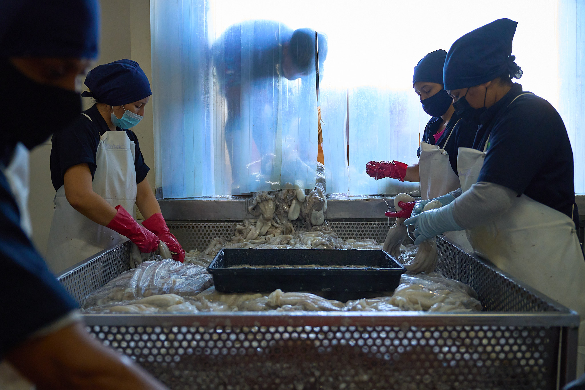 Planta proceso pulpo Yucatan