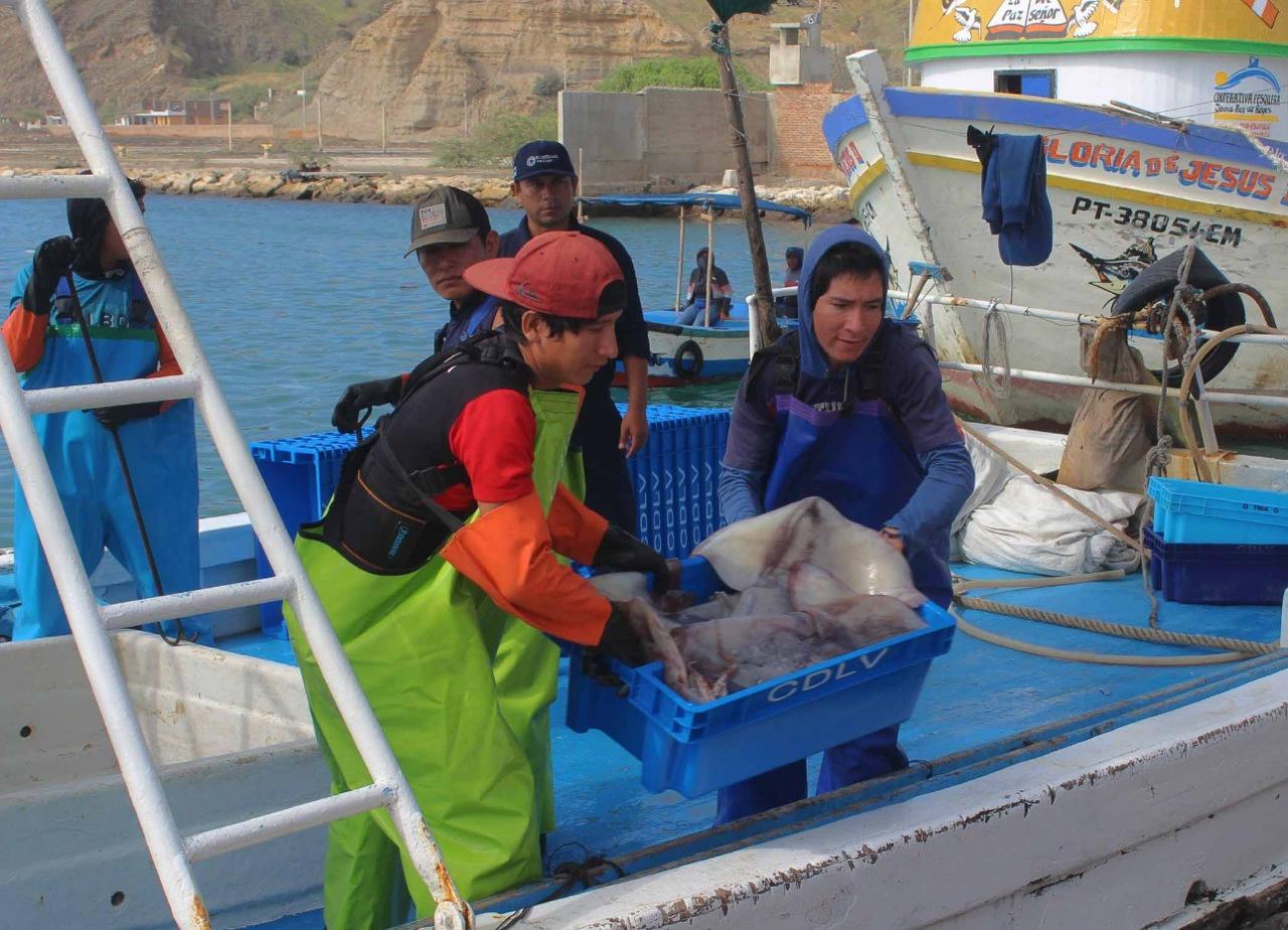 Pesca de pota, calamar gigante en Perú