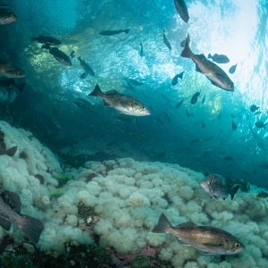 Cos'è la pesca sostenibile