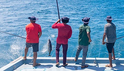 Maldives skipjack tuna