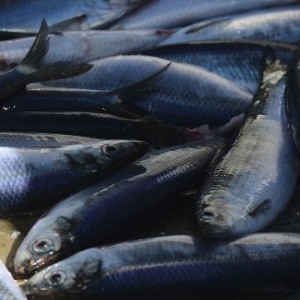What is Overfishing?