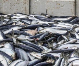 O que é a sobrepesca?