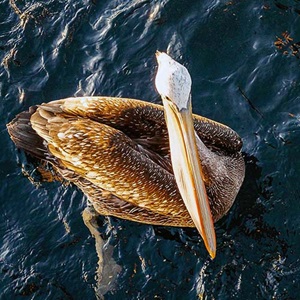 Helping pelicans thrive