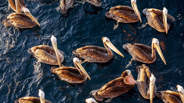 Preservar a vida marinha: como a pesca sustentável apoia a biodiversidade