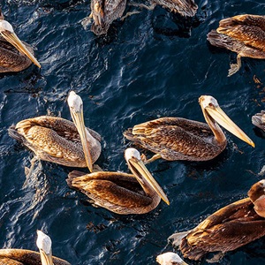 Helping pelicans thrive