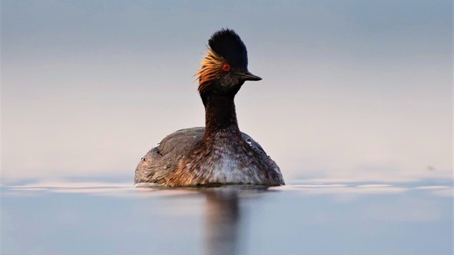 Close-up of eared grebe on water, Great Salt Lake, Utah