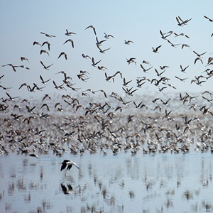 Sustainable fishing helps fuel birds for migration