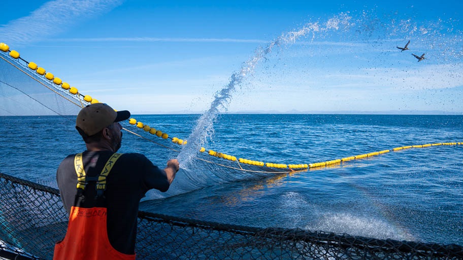 Fisher deters seabirds by spraying water