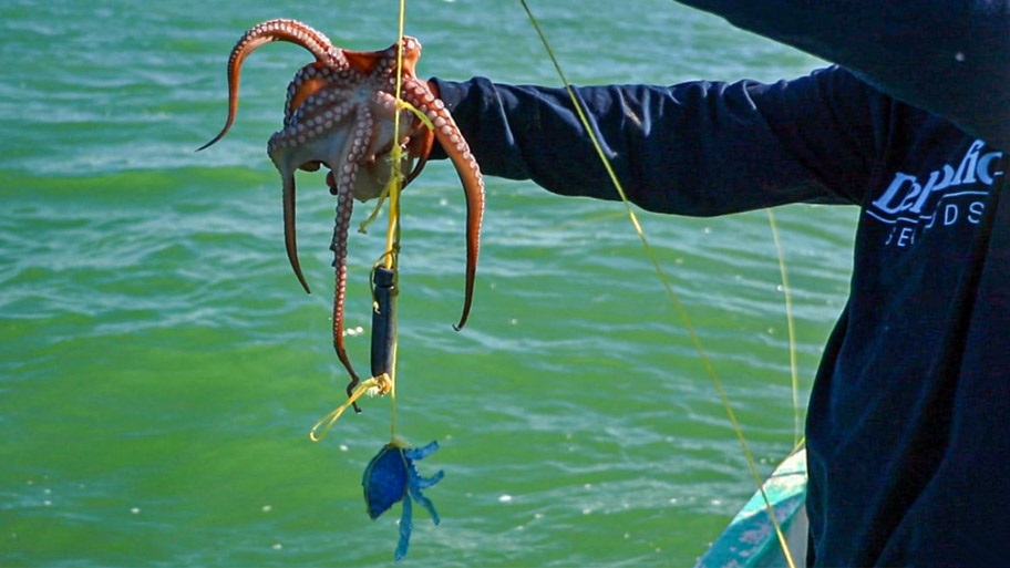 Hand holding octopus caught with PVC crab lure