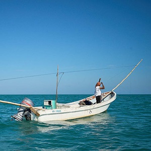 Innovation leads to fewer crabs used as bait
