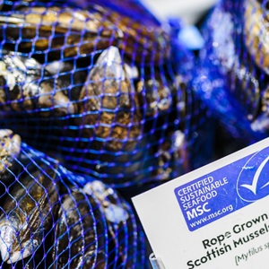 Chain of Custody Standard Review