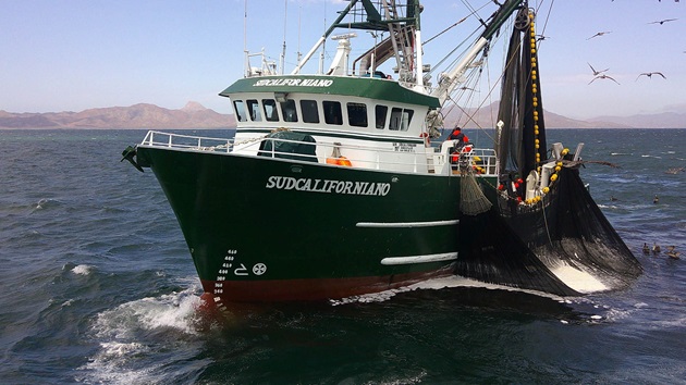 Formando observadores para minimizar los impactos de la pesquería de sardina en un punto caliente de biodiversidad en el Pacífico mexicano