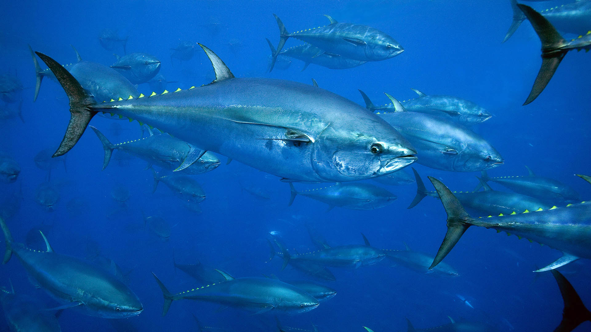 Assessment of bluefin tuna fisheries Marine Stewardship Council