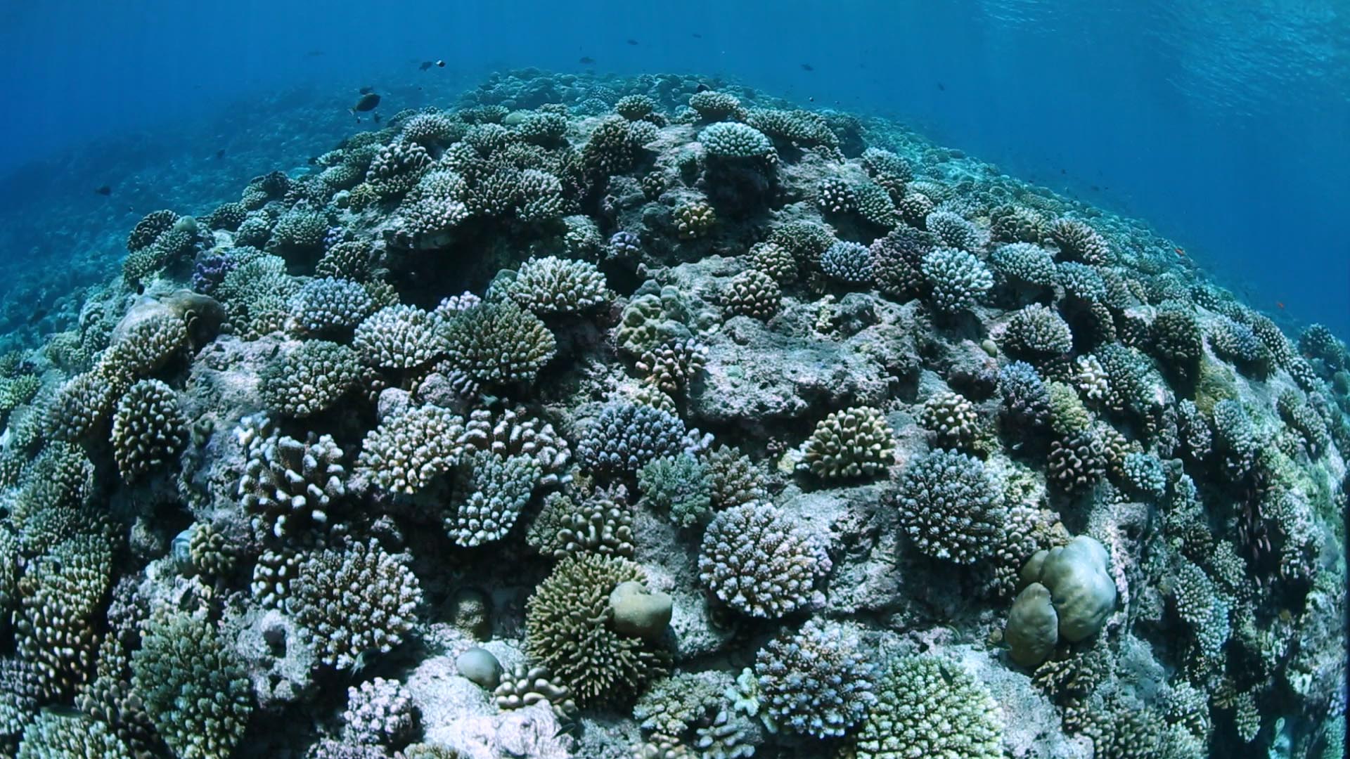 Underwater view of hard coral and small fish