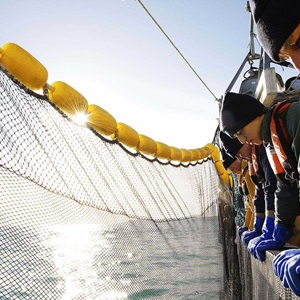 Révision du référentiel MSC Pêche Durable