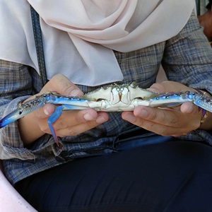 Innovative DNA methods to age blue swimming crabs in Indonesia