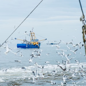 Managing impacts on vulnerable species