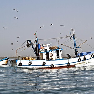 Pesca Sostenible
