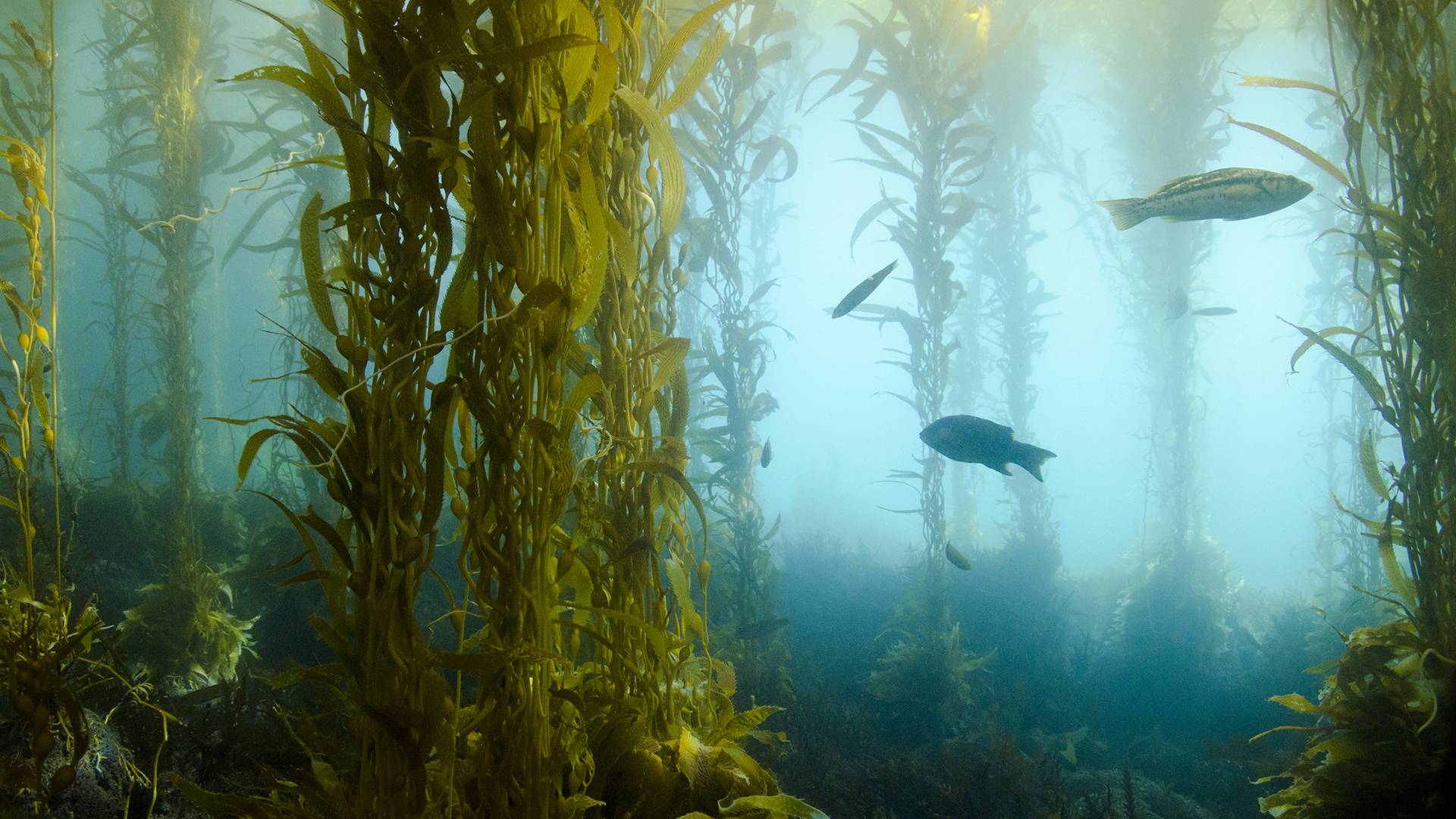 Kelp forest underwater with fish