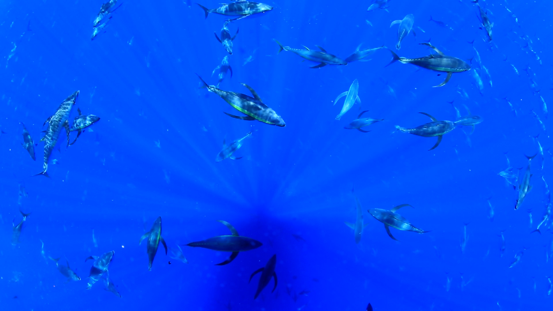 Aerial shot of tuna swimming near surface of water