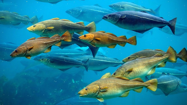 Whitefish UK Market Analysis 2026