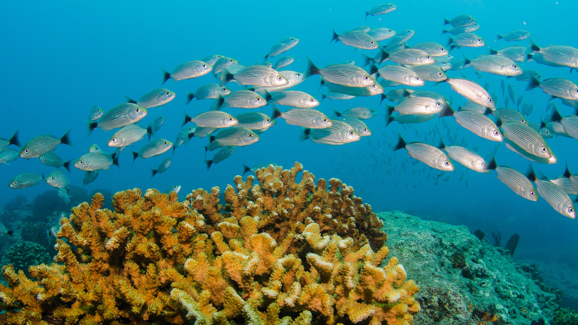 Healthy Oceans at Seafood Expo North America Marine Stewardship Council