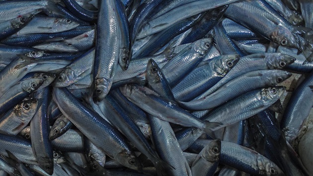 MSC certificeringen for sild og blåhvilling i Nordøstatlanten suspenderet