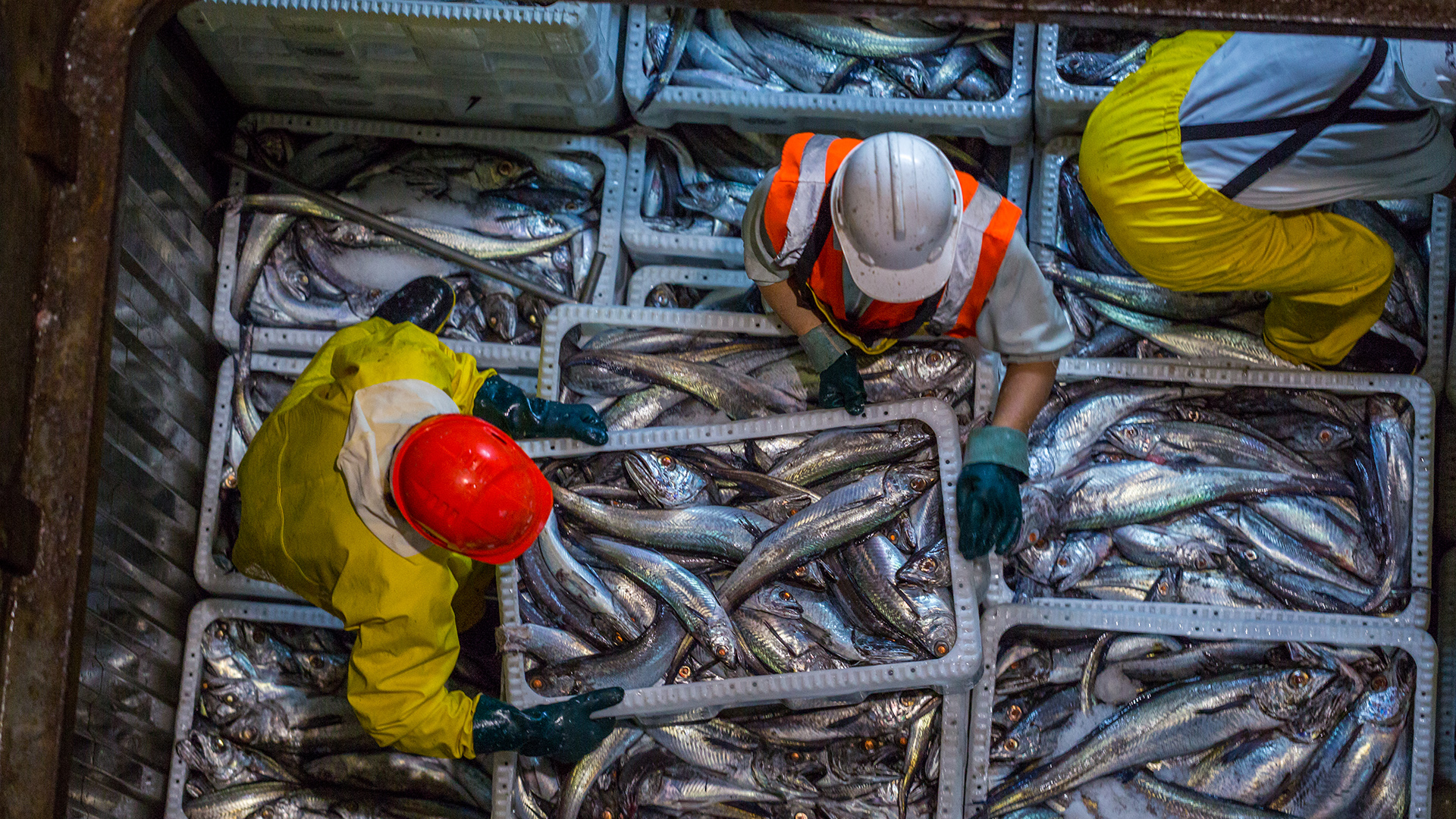 Hoki fishers with crates of fish seen from above