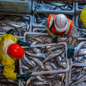 Sustainable fishing means more for Aotearoa New Zealand