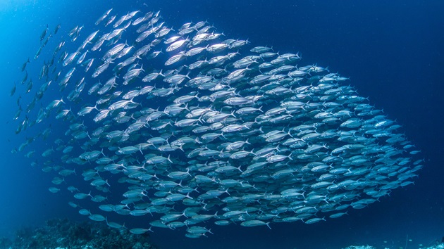 Światowy Dzień Oceanów 2026