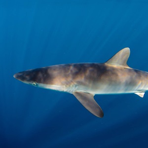 What Do Sharks Have to Do With Healthy, Sustainable Fisheries? 