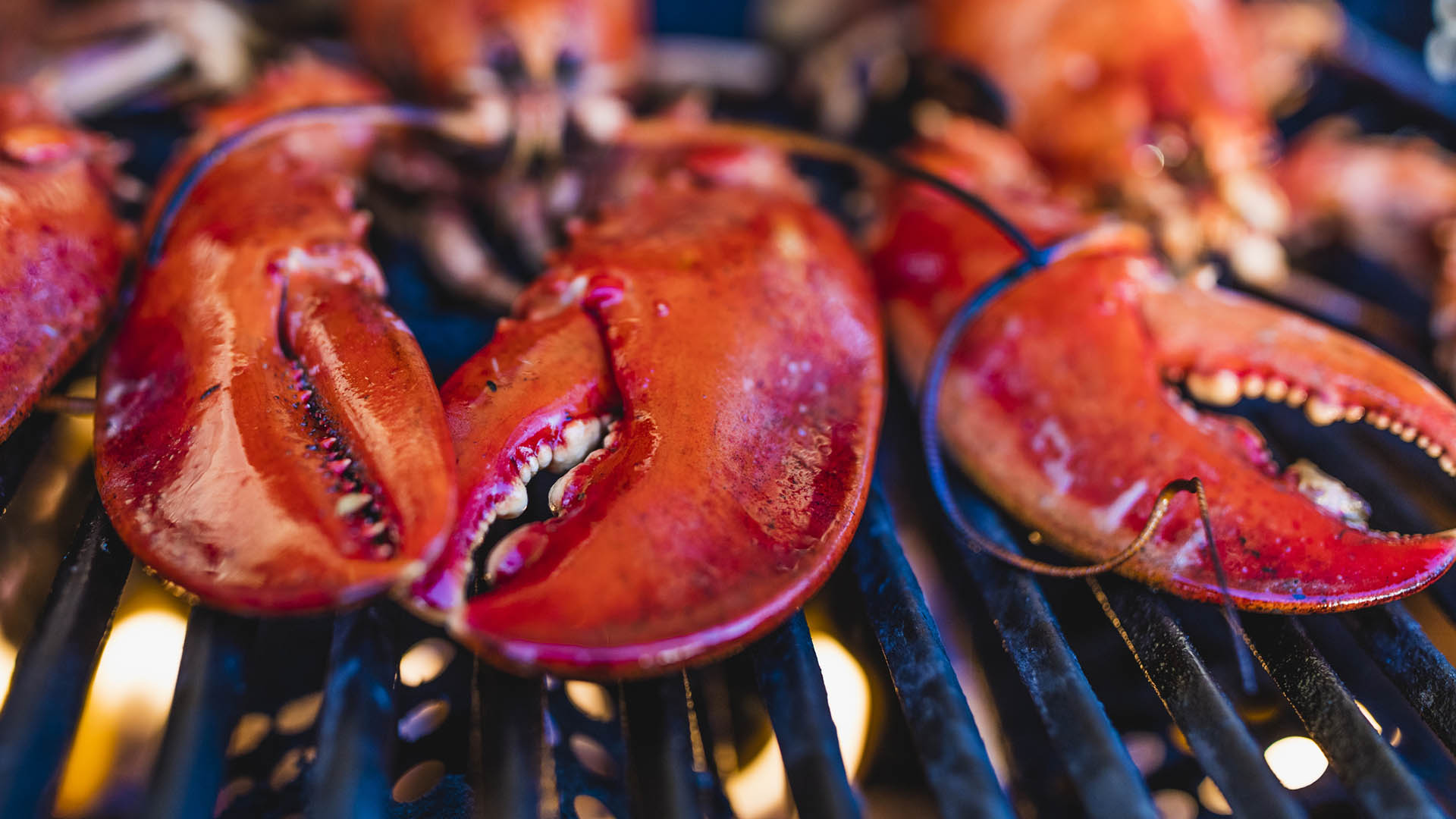 Close-up of Canadian lobsters grilling on the barbecue