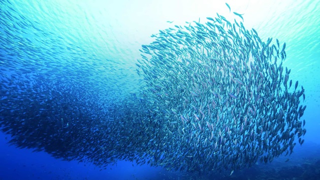 Día Mundial de los Océanos - 2024