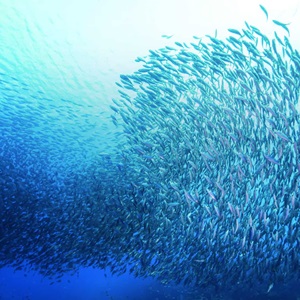 Five ways sustainable fishing gives us more on World Ocean Day