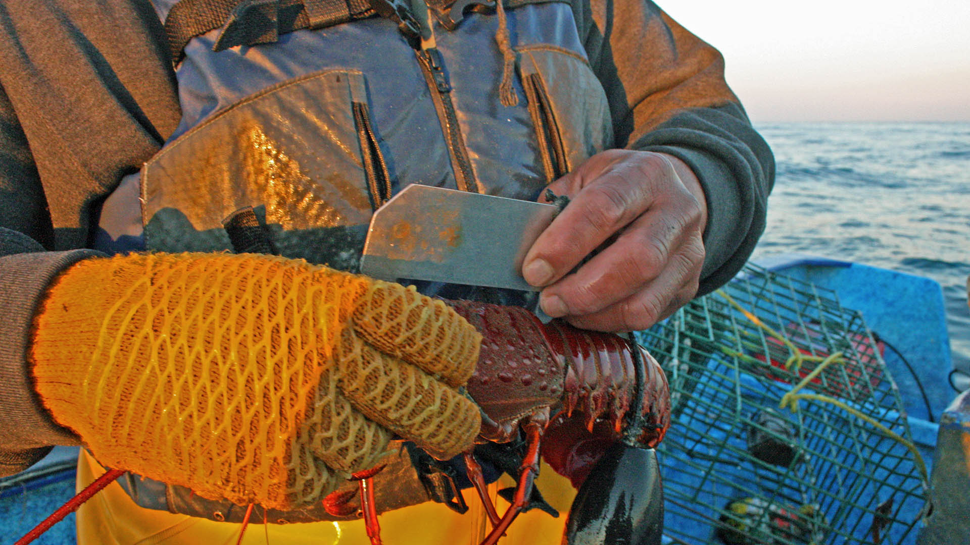 Fisherman's torso with metal ruler in hand, measuring lobster. Lobster traps and sea in background