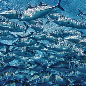 ¿Qué es la pesca sostenible?