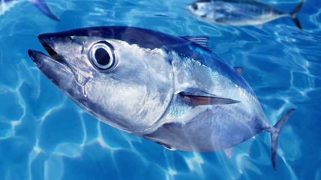 Sustainable Tuna Yearbook