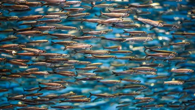 Small Pelagics UK & Ireland Market Analysis 2025